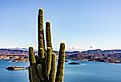 Saguaro cactus rising above Lake Pleasant near Phoenix, Arizona.