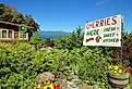 Sign advertising cherries for sale at a cherry orchard with Flathead Lake in the background