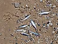 Dead alewives washed up on the shore of Lake Michigan