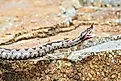 A nose-horned viper (Vipera ammodytes)