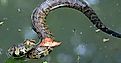 A Cottonmouth snake, also known as a Water Moccasin, coiled and preparing to strike.