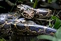 Burmese Python in a tropical forest setting.