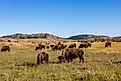 American Bison at Custer State Park.