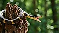 Banded krait coiled around a tree stump with its mouth open in a defensive posture, surrounded by green foliage.