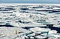 Polar bear walking between ice floats on a large ice pack in the Arctic Circle.