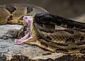 A timber rattlesnake exposes its fangs.