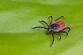 Deer tick, Ixodes ricinus.