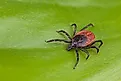 Deer tick, Ixodes ricinus. 
