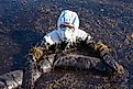 Volunteers clean the ocean coast from oil after a tanker wreck in Mauritius.
