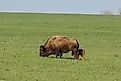A herd of American bison in Midewin National Tallgrass Prairie in Illinois. 