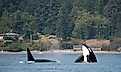 Orcas off the coast of Friday Harbor in the San Juan Islands, Washington.