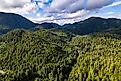 Aerial view over an unbroken canopy of dense green temperate rainforest covering rugged hills, Southeast Alaska. 