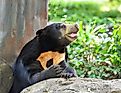 Sun bear (Credit: Bigc Studio via Shutterstock)