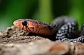 Eastern indigo snake (Drymarchon couperi). 