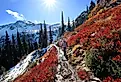 Young woman hiking along steep slope covered with red huckleberry bushes and snow in North Cascades National Park, Washington.