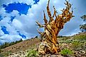 Ancient Bristlecone Pine in the Inyo National Forest.