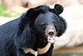 Closeup portrait of an Asian Black Bear. 