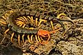 Close-up of a red-headed centipede resting on a log, highlighting its segmented body and numerous legs.