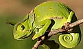 The Flap Necked Chameleon.