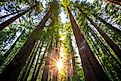 Sunrise in the Redwoods, Redwoods National & State Parks California