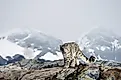 The majestic snow leopard in the mountains.
