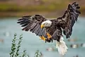 A close-up shot of a bald eagle (Haliaeetus leucocephalus) landing. Via Shutterstock / Wirestock Creators