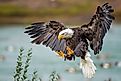 A bald eagle coming in for a landing.