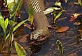 A northern water snake (Nerodia sipedon) swims in a marsh pond.