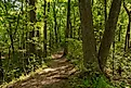 Trails through the woods at Warren Dunes State Park, Michigan with the last climax beech-maple forest. Credit: Nicola Patterson/ Shutterstock.com 