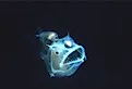 Deep sea anglerfish.