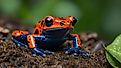 A stunning poison dart frog, with its bright red and blue coloration, perches on a forest floor.