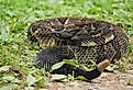 Gorgeous Timber Rattlesnake. 