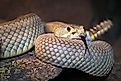 A Mojave or Mohave Rattlesnake (Crotalus scutulatus) rattles and flicks its tongue. (Credit: Ryan M. Bolton via Shutterstock)