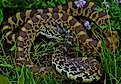 Bullsnakes live at the water's edge in several North Dakota locations. By Peter Paplanus  - Bullsnake (Pituophis catenifer sayi), CC BY 2.0, Wikimedia Commons