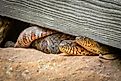 A pair of Northern water snakes or Common Watersnakes.