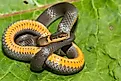 The ring-necked snake, with its telltale orange stomach and orange ringed neck, can be found in Arkansas' Withrow Springs State Park.