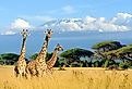 Three giraffes near Kilimanjaro mount in National park of Kenya, Africa.