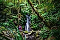 The Daintree Rainforest in Queensland, Australia.