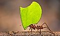 Leafcutter ant carrying a large leaf.