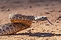 A Western rattlesnake flicking out its forked tongue to feel the air.