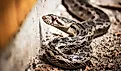 Close-up of a Gopher Snake.