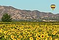 Hot air balloon floats over Sunflower fields in Yolo County, California.