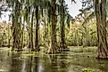 Cypress trees in the water of the Caddo Lake State Park in Texas. Credit: Martina Birnbaum/ Shutterstock.com