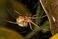 Female Adult Brown Widow Spider of the species Latrodectus geometricus