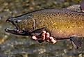 Chinook salmon being returned to the water after being captured and assessed at a fish hatchery.