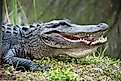 American Alligator in the Everglades National Park. Closeup of the big mouth and teeth.