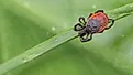 Blacklegged tick) sleeping on grass stalk.