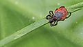 Deer tick (Blacklegged tick) sleeping on grass stalk.