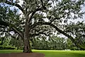 Live Oak (quercus virginiana) located in Virginia through Florida. Credit: Moshe Einhorn/ Shutterstock.com
