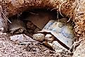 Desert tortoise.